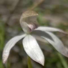 Caladenia moschata (Musky Caps) at Molonglo Valley, ACT - 31 Oct 2016 by PeterR