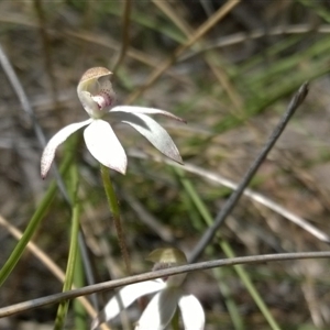 Caladenia moschata at Undefined Area - suppressed
