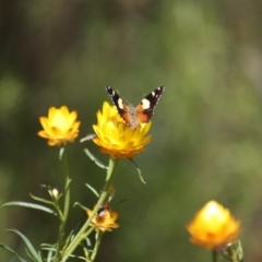 Vanessa itea (Yellow Admiral) at Yarralumla, ACT - 15 Nov 2016 by Ratcliffe