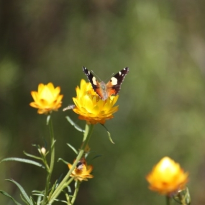 Vanessa itea (Yellow Admiral) at Yarralumla, ACT - 15 Nov 2016 by Ratcliffe