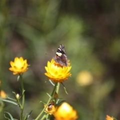 Vanessa itea at Yarralumla, ACT - 15 Nov 2016