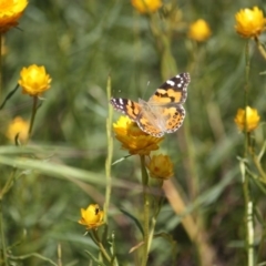 Vanessa kershawi (Australian Painted Lady) at Yarralumla, ACT - 15 Nov 2016 by Ratcliffe