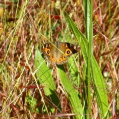 Junonia villida (Meadow Argus) at Stirling Park - 14 Nov 2016 by Ratcliffe