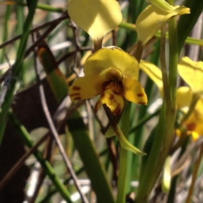 Diuris nigromontana (Black Mountain Leopard Orchid) at Point 16 - 31 Oct 2016 by PeterR