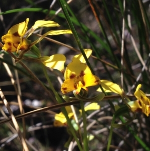 Diuris nigromontana at Undefined Area - suppressed