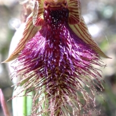 Calochilus platychilus (Purple Beard Orchid) at Point 16 - 31 Oct 2016 by PeterR