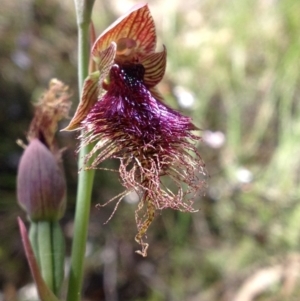 Calochilus platychilus at Undefined Area - suppressed