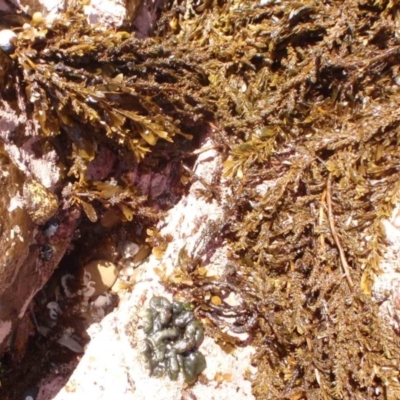 Unidentified at Four Winds Bioblitz Reference Sites - 11 Nov 2016 by Jennyncmg