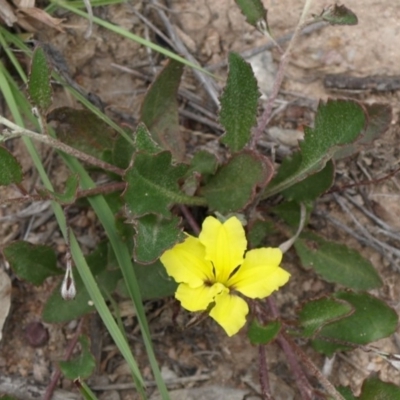 Goodenia hederacea subsp. hederacea (Ivy Goodenia, Forest Goodenia) at Kambah, ACT - 2 Nov 2009 by MatthewFrawley