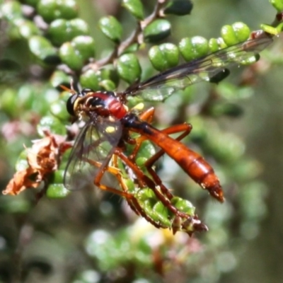 Humerolethalis sergius (Robber fly) at Cotter River, ACT - 17 Jan 2016 by HarveyPerkins