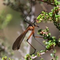 Harpobittacus australis (Hangingfly) at Namadgi National Park - 17 Jan 2016 by HarveyPerkins