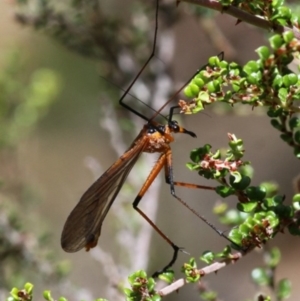 Harpobittacus australis at Cotter River, ACT - 17 Jan 2016 12:14 PM