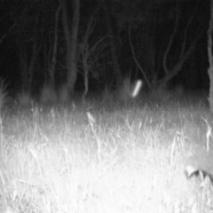 Trichosurus vulpecula (Common Brushtail Possum) at Mulligans Flat - 15 Nov 2016 by MulligansFlat1