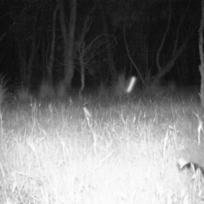 Trichosurus vulpecula (Common Brushtail Possum) at Gungahlin, ACT - 15 Nov 2016 by MulligansFlat1