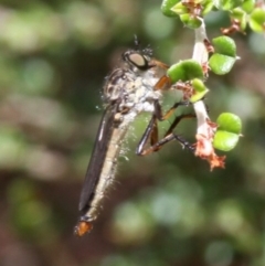 Cerdistus sp. (genus) (Slender Robber Fly) at Cotter River, ACT - 17 Jan 2016 by HarveyPerkins