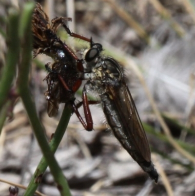 Colepia sp. (genus) (A robber fly) at Namadgi National Park - 17 Jan 2016 by HarveyPerkins