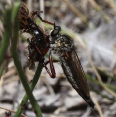Colepia sp. (genus) (A robber fly) at Cotter River, ACT - 17 Jan 2016 by HarveyPerkins