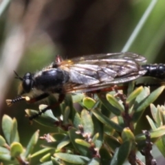 Neoscleropogon sp. (genus) (Robber fly) at Namadgi National Park - 17 Jan 2016 by HarveyPerkins