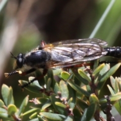 Neoscleropogon sp. (genus) (Robber fly) at Cotter River, ACT - 17 Jan 2016 by HarveyPerkins