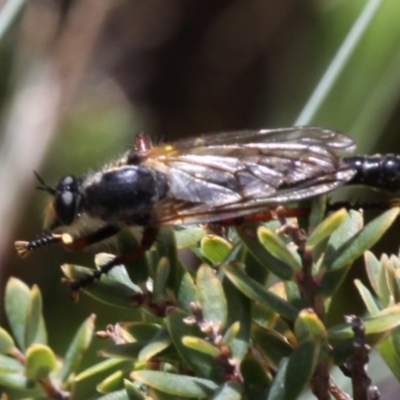 Neoscleropogon sp. (genus) (Robber fly) at Namadgi National Park - 17 Jan 2016 by HarveyPerkins