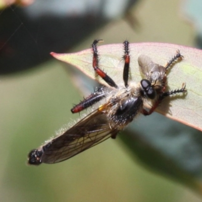 Neoscleropogon sp. (genus) (Robber fly) at Namadgi National Park - 17 Jan 2016 by HarveyPerkins