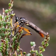 Aplestobroma avidum (Robber fly) at Cotter River, ACT - 17 Jan 2016 by HarveyPerkins