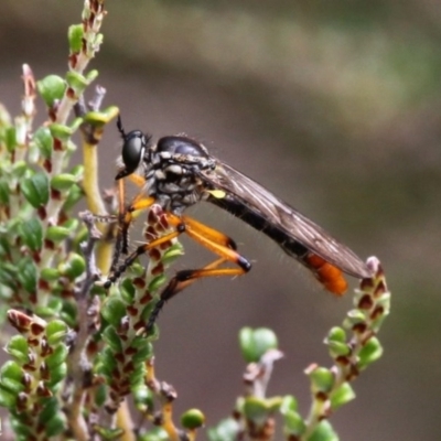 Aplestobroma avidum (Robber fly) at Namadgi National Park - 17 Jan 2016 by HarveyPerkins
