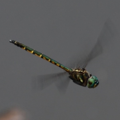 Hemicordulia australiae (Australian Emerald) at Kambah, ACT - 22 Jan 2016 by HarveyPerkins