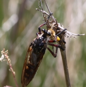 Chrysopogon muelleri at Tennent, ACT - 23 Jan 2016