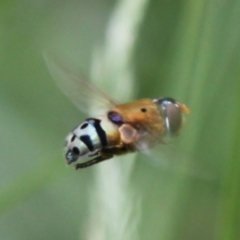 Austalis pulchella (Hover fly) at Tennent, ACT - 23 Jan 2016 by HarveyPerkins