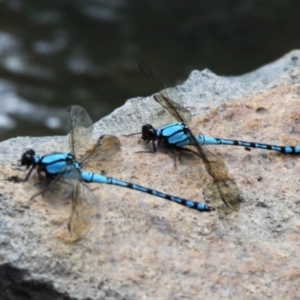 Diphlebia nymphoides at Weston Creek, ACT - 28 Jan 2016