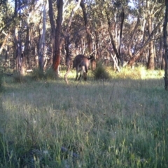 Macropus giganteus (Eastern Grey Kangaroo) at Mulligans Flat - 15 Nov 2016 by MulligansFlat1