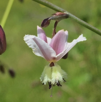 Arthropodium milleflorum (Vanilla Lily) at QPRC LGA - 15 Nov 2016 by Wandiyali