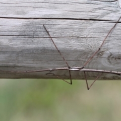 Ctenomorpha marginipennis (Margin-winged stick insect) at Bimberi, ACT - 13 Dec 2015 by HarveyPerkins