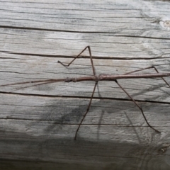 Ctenomorpha marginipennis at Bimberi, ACT - 13 Dec 2015