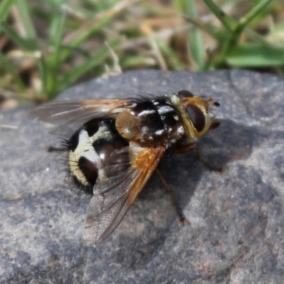 Microtropesa sp. (genus) (Tachinid fly) at Namadgi National Park - 13 Dec 2015 by HarveyPerkins
