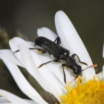 Eleale simplex (Clerid beetle) at Namadgi National Park - 13 Dec 2015 by HarveyPerkins