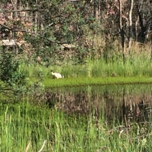 Threskiornis molucca at Gungahlin, ACT - 16 Nov 2016