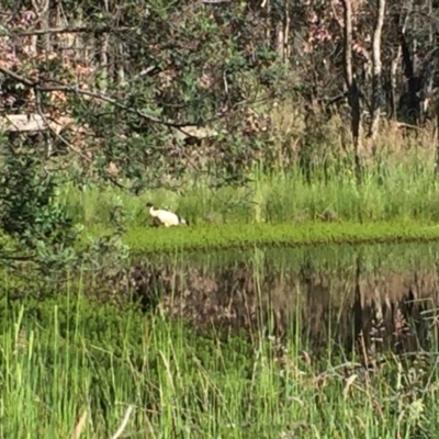 Threskiornis molucca (Australian White Ibis) at Gungahlin, ACT - 15 Nov 2016 by JasonC