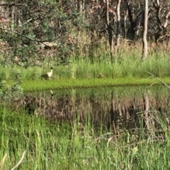 Threskiornis molucca at Gungahlin, ACT - 16 Nov 2016