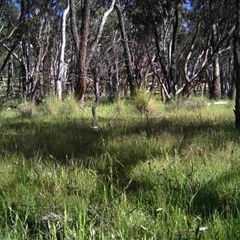 Unidentified at Mulligans Flat - 14 Nov 2016 by MulligansFlat1