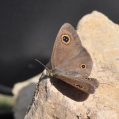 Ypthima arctous (Dusky Knight) at Barragga Bay, NSW - 12 Nov 2016 by steve.williams@ecodev.vic.gov.au