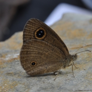 Ypthima arctous at Barragga Bay, NSW - 12 Nov 2016