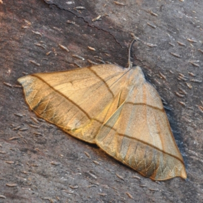 Systatica xanthastis (Golden Xanthastis) at Barragga Bay, NSW - 12 Nov 2016 by steve.williams@ecodev.vic.gov.au