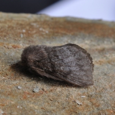 Pernattia pusilla (She-Oak Moth) at Barragga Bay, NSW - 11 Nov 2016 by steve.williams@ecodev.vic.gov.au