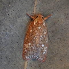 Euchaetis metallota (Euchaetis metallota) at Barragga Bay, NSW - 12 Nov 2016 by steve.williams@ecodev.vic.gov.au