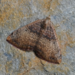 Chrysolarentia mecynata (Mecynata Carpet Moth) at Barragga Bay, NSW - 12 Nov 2016 by steve.williams@ecodev.vic.gov.au