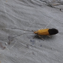 Crocanthes micradelpha (A longhorned moth) at Barragga Bay, NSW - 10 Nov 2016 by steve.williams@ecodev.vic.gov.au