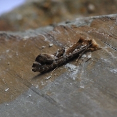 Moerarchis inconcisella (A tineid moth) at Barragga Bay, NSW - 11 Nov 2016 by steve.williams@ecodev.vic.gov.au