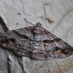 Gastrinodes bitaeniaria (Buff Bark Moth) at Barragga Bay, NSW - 12 Nov 2016 by steve.williams@ecodev.vic.gov.au